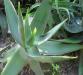 Aloe striata - Orto botanico di Napoli.jpg